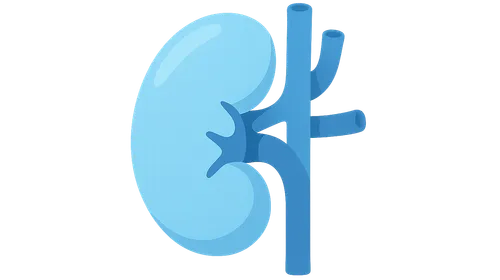 Renal regulation of acid-base balance