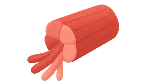 Muscle fiber types and recruitment