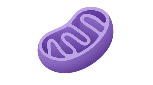 Mitochondrial Function