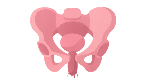Pelvis/Perineum