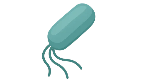 Pseudomonas aeruginosa