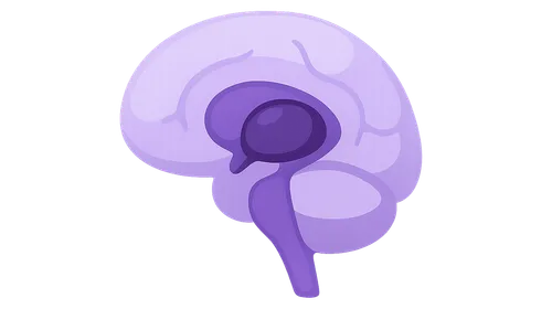 Thalamus and hypothalamus