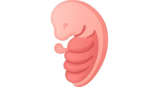 Development of Head and Neck