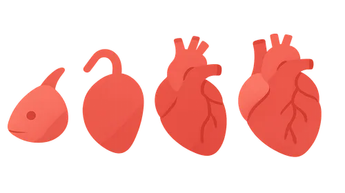 Comparative Cardiovascular System