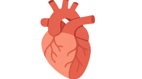 Angiographic Anatomy