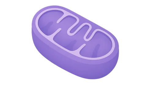 Mitochondrial Diseases