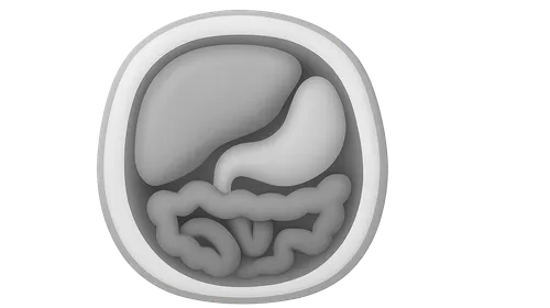 Upper abdominal cross-sections