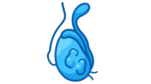 Male reproductive pathology