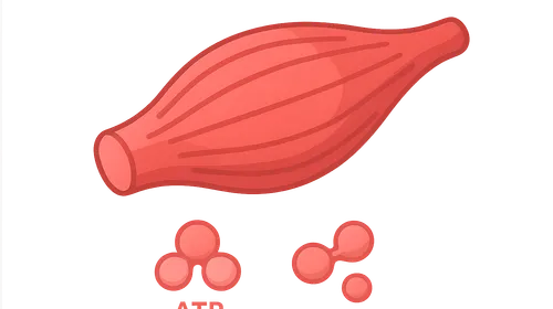Muscle Metabolism During Exercise