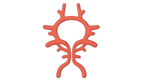 Vascular supply (Circle of Willis)