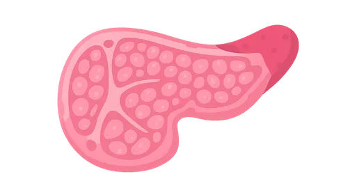 Pancreas and salivary gland histology