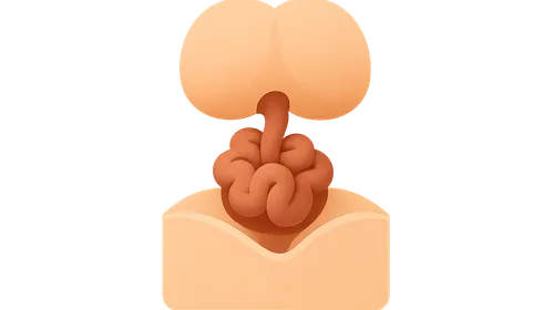 Abdominal wall development