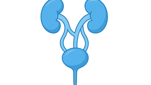 Genitourinary anomalies