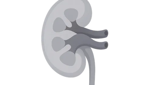 Developmental Anatomy Variations