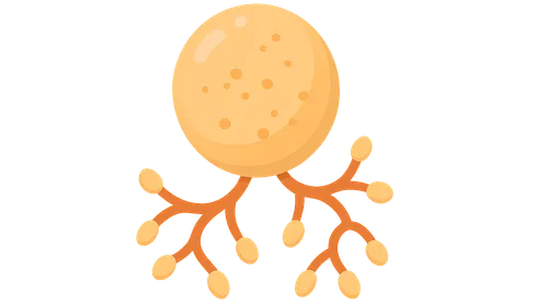 Glycogen structure and metabolism overview