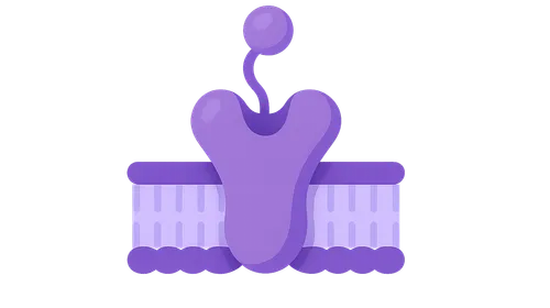 Membrane Receptors and Signal Transduction