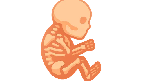 Development of Musculoskeletal System