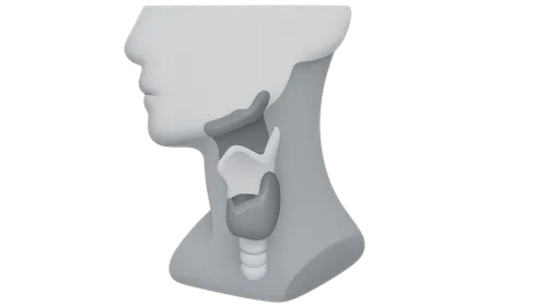 Applied Anatomy and Clinical Correlations
