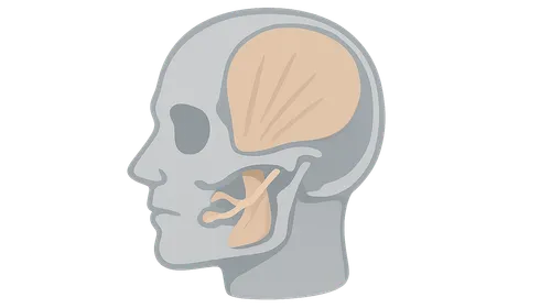 Temporal and Infratemporal Regions