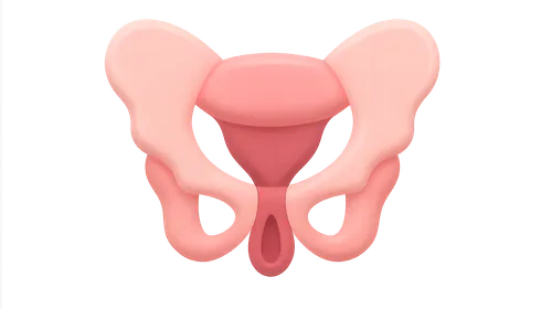 Pelvic Floor Anatomy and Function