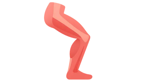 Muscles and Their Actions