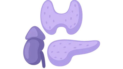 Endocrine system (thyroid, adrenal, pancreas)
