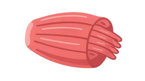 Muscular Tissue