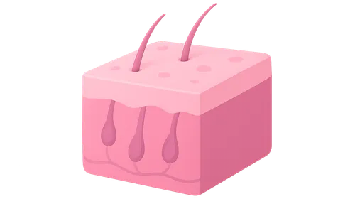 Integumentary System