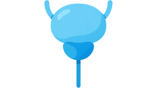 Micturition Physiology