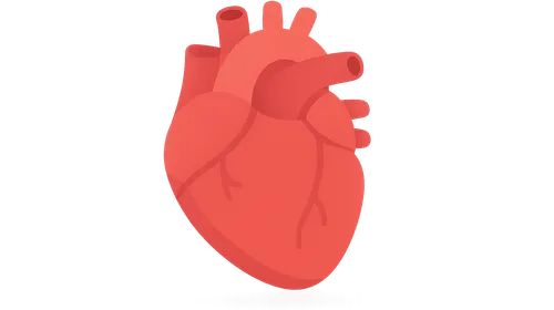Cardiology — Flashcards