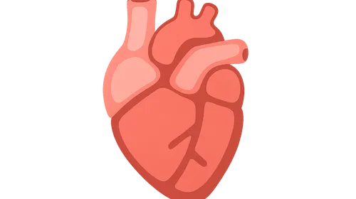 Isovolumetric contraction and relaxation