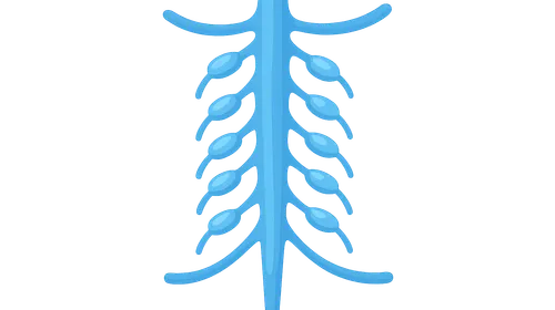 Sympathetic ganglia and rami