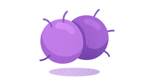 Neisseria species (meningitidis, gonorrhoeae)