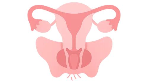 Pelvic Viscera