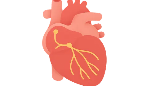 Cardiac conduction system development