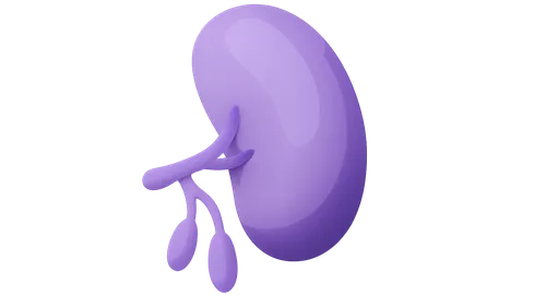 Spleen and Lymphatic System