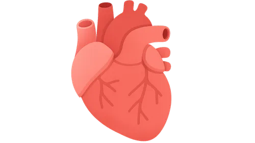 Cardiovascular System
