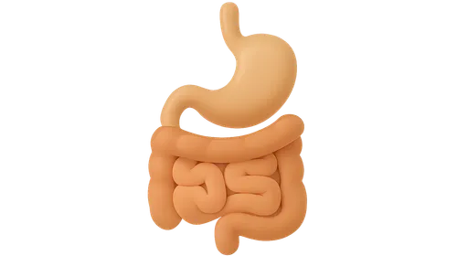 Gastrointestinal System