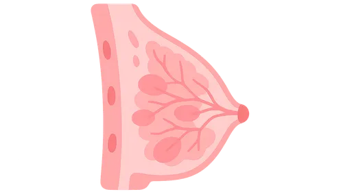 Breast Anatomy and Physiology
