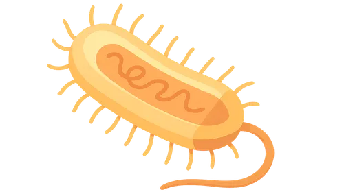 Bacterial cell structure and physiology