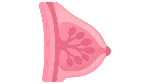 Breast Anatomy and Physiology