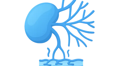 Principles of lymphatic circulation