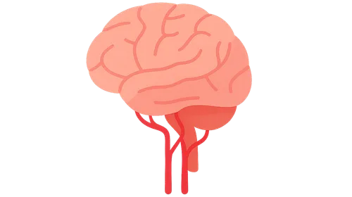 Blood Supply of the Brain