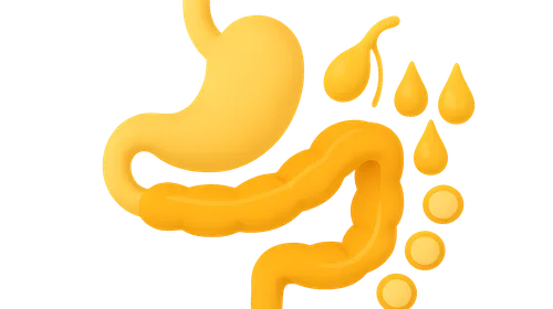 Lipid digestion and absorption