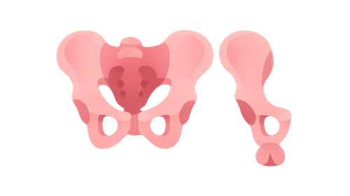 Gender Differences in Pelvic Anatomy
