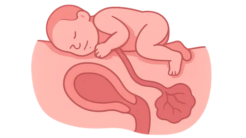 Fourth stage of labor