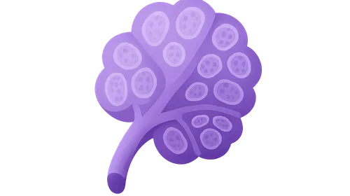 Endocrine System Histology