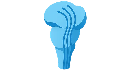 Ascending sensory pathways in brainstem