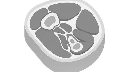 Upper limb cross-sections