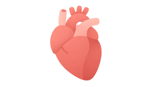 Phases of the cardiac cycle